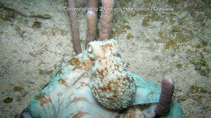 Octopuses (151)